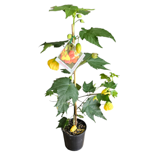 Abutilon Yellow 140mm