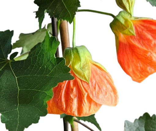 Abutilon Orange 140mm