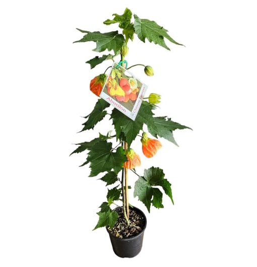 Abutilon Orange 140mm