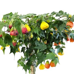 Abutilon Standard Triple Short 300mm