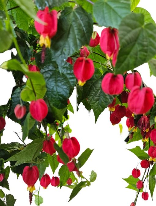 Abutilon Standard Weeping Brazillian Tall 400mm