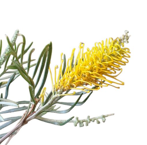 Grevillea Bush Lemons Grafted 140mm