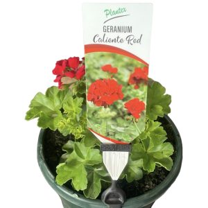 Geranium Caliente Red 200mm