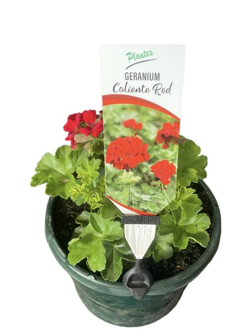 Geranium Caliente Red 200mm