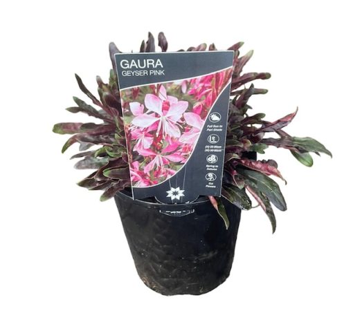 Gaura Geyser Pink 140mm