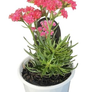 Kalanchoe Tarantula 130mm