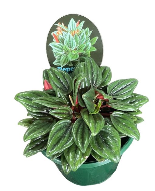 Peperomia Paradisian Esmeralda 130mm