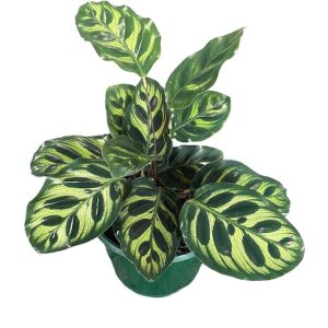 Calathea Makoyana 130mm