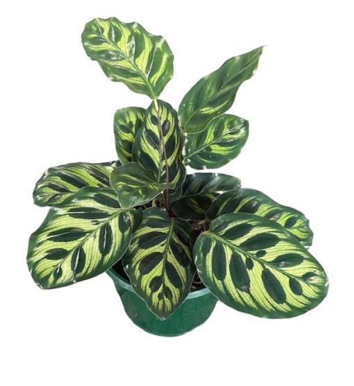 Calathea Makoyana 130mm