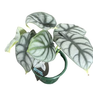 Alocasia Baginda Silver Dragon 130mm