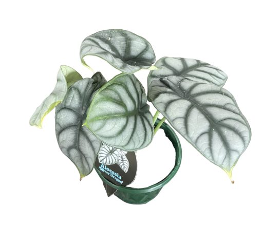 Alocasia Baginda Silver Dragon 130mm