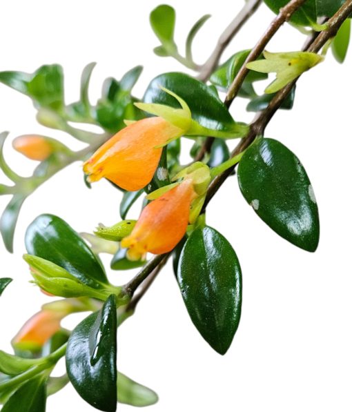 Nematanthus Glabra Goldfish Plant Hanging Basket 250mm