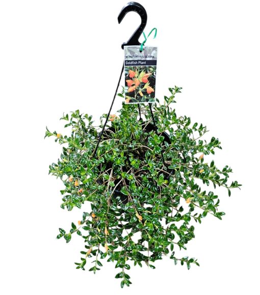 Nematanthus Glabra Goldfish Plant Hanging Basket 250mm