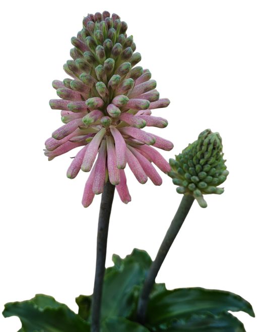 Veltheimia bracteata Forest Lily.140mm