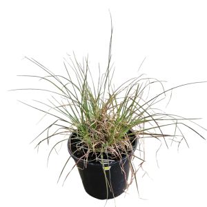 Themeda triandra Kangaroo Grass 200mm