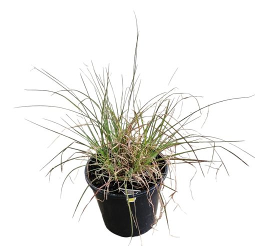 Themeda triandra Kangaroo Grass 200mm