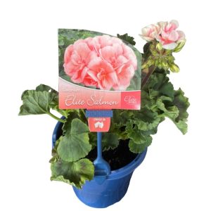 Geranium Elite Salmon 150mm