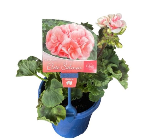 Geranium Elite Salmon 150mm