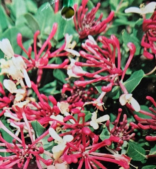 Lonicera x americana American Honeysuckle 140mm