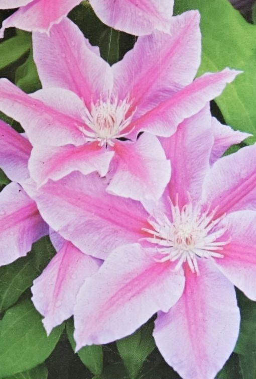 Clematis x Jackmanii Ramona 200mm