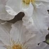 Clematis x Jackmanii Veronica's Choice 200mm