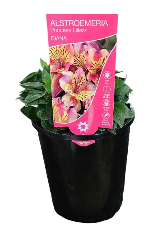 Alstroemeria Princess Diana 140mm