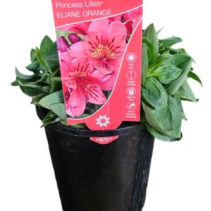 Alstroemeria Princess Eliane Orange 140mm