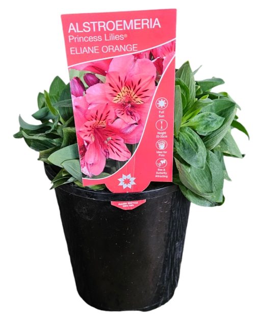 Alstroemeria Princess Eliane Orange 140mm