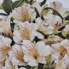 Alstroemeria Princess Fabiana 140mm