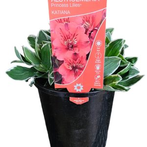 Alstroemeria Princess Katiana 140mm