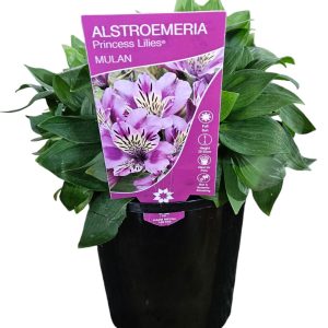 Alstroemeria Princess Mulan 140mm