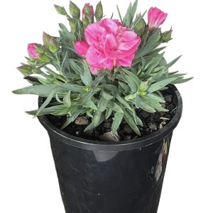 Dianthus Pink Constant Beauty 140mm