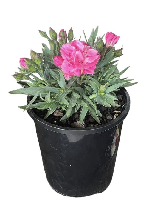 Dianthus Pink Constant Beauty 140mm