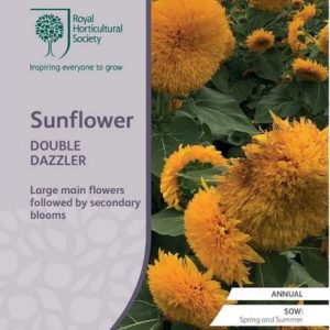 Seed RHS Sunflower Double Dazzler