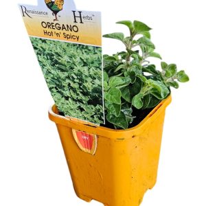 OREGANO HOT N SPICY 100MM