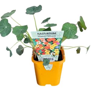 Nasturtium Mixed 100mm