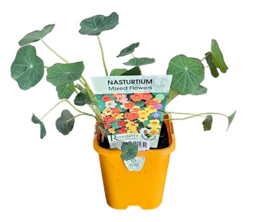 Nasturtium Mixed 100mm