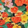 Nasturtium Mixed 100mm