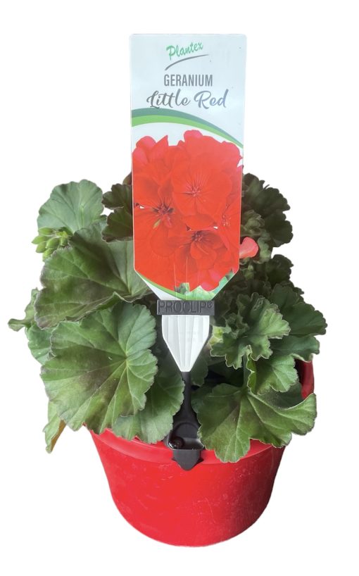 Geranium Eclipse Little Red 180mm
