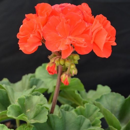 GERANIUM OH SO ORANGE 200mm