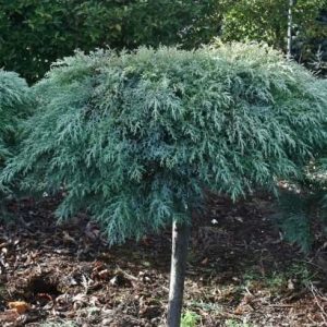 CUPRESSUS MACROCARPA GREENSTEAD STD