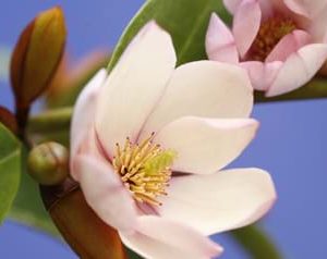 MAGNOLIA FAIRY BLUSH 200MM