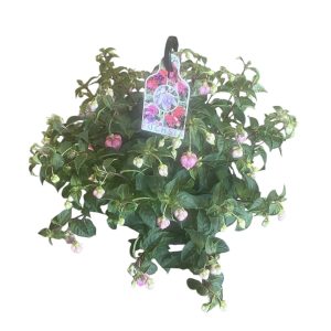 FUCHSIA BASKET 270MM