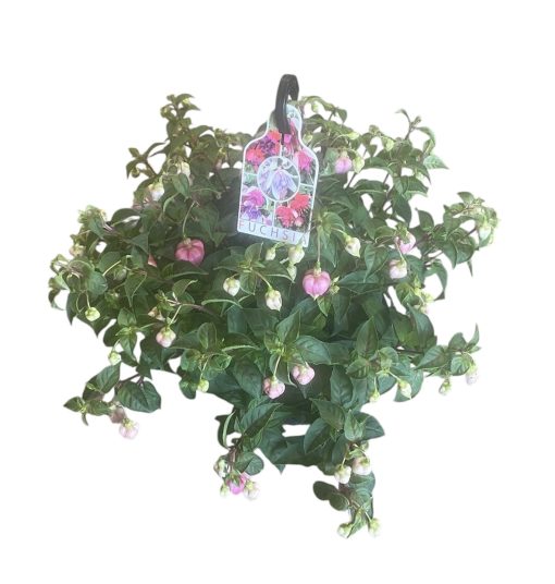 FUCHSIA BASKET 270MM