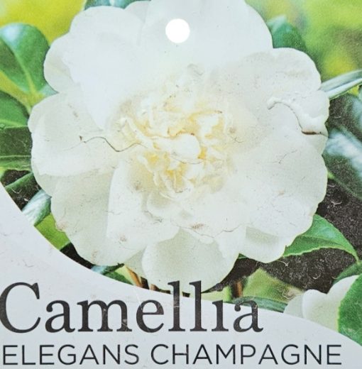 CAMELLIA ELEGANS CHAMPAGNE 200mm