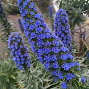 Echium Candicans Pride of Madeira 140mm