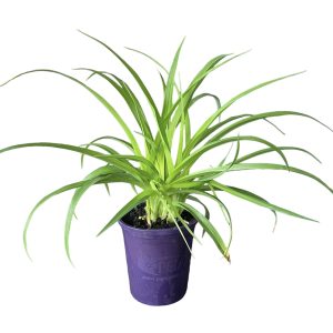 HEMEROCALLIS CRANBERRY BABY 140MM