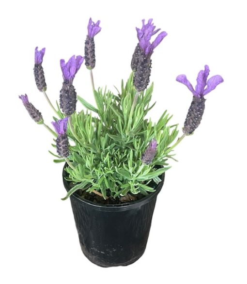 Lavender Javelin Forte Purple 140mm