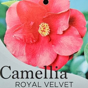 Camellia Japonica Royal Velvet 200mm