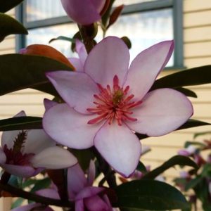 Magnolia laevifolia Pink Pearl 200mm